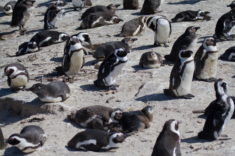 Penguin Reserve
